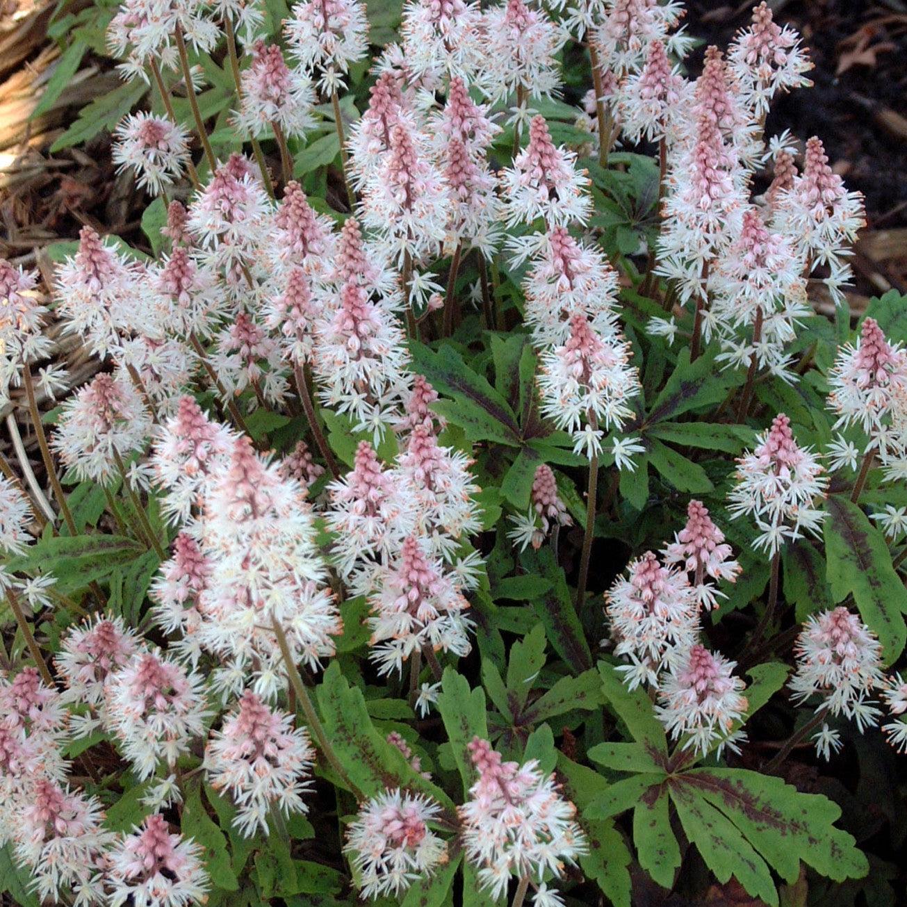 Tiarella 'Spring Symphony' ~ Spring Symphony Foam Flower-ServeScape
