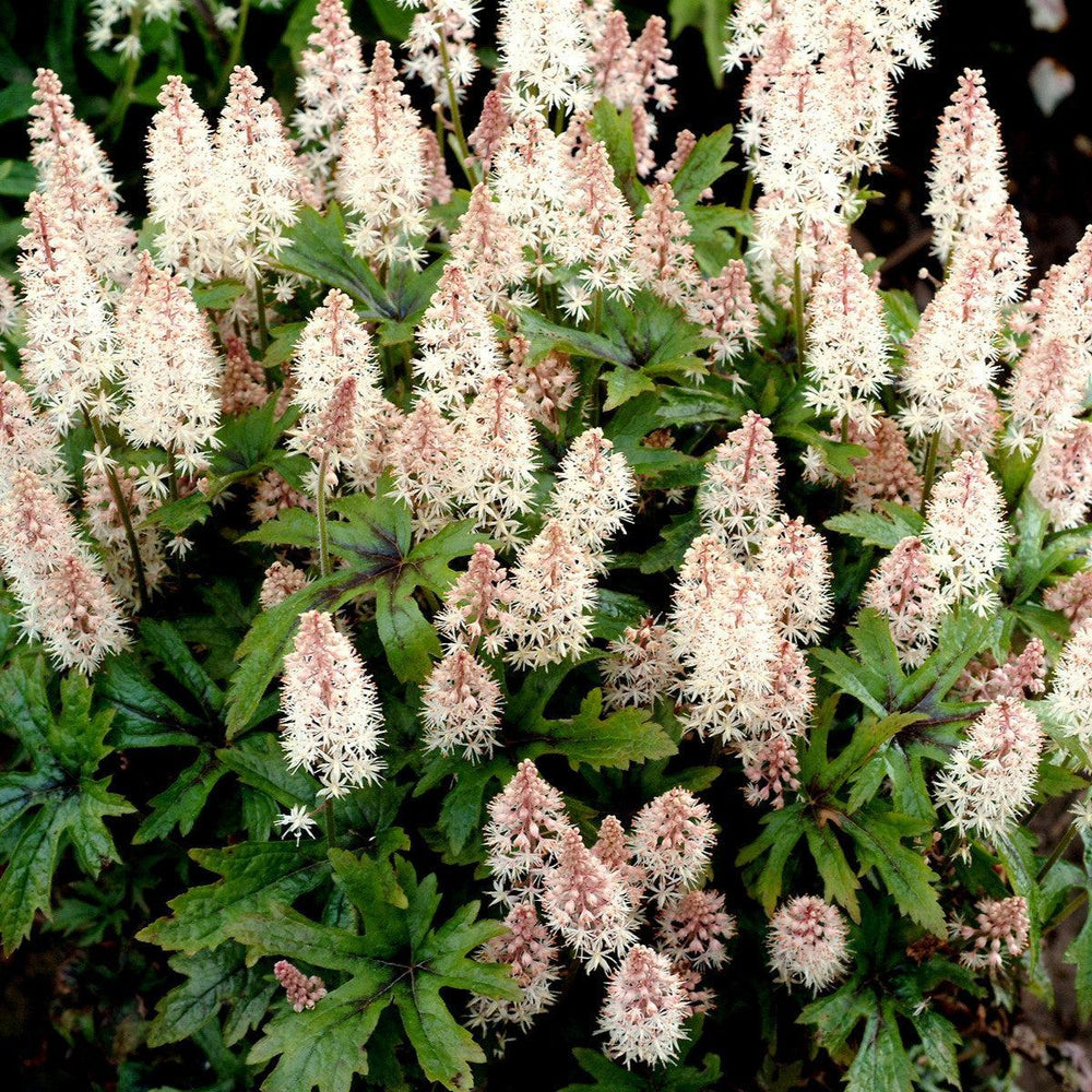 Tiarella 'Pink Skyrocket' ~ Pink Skyrocket Foam Flower-ServeScape