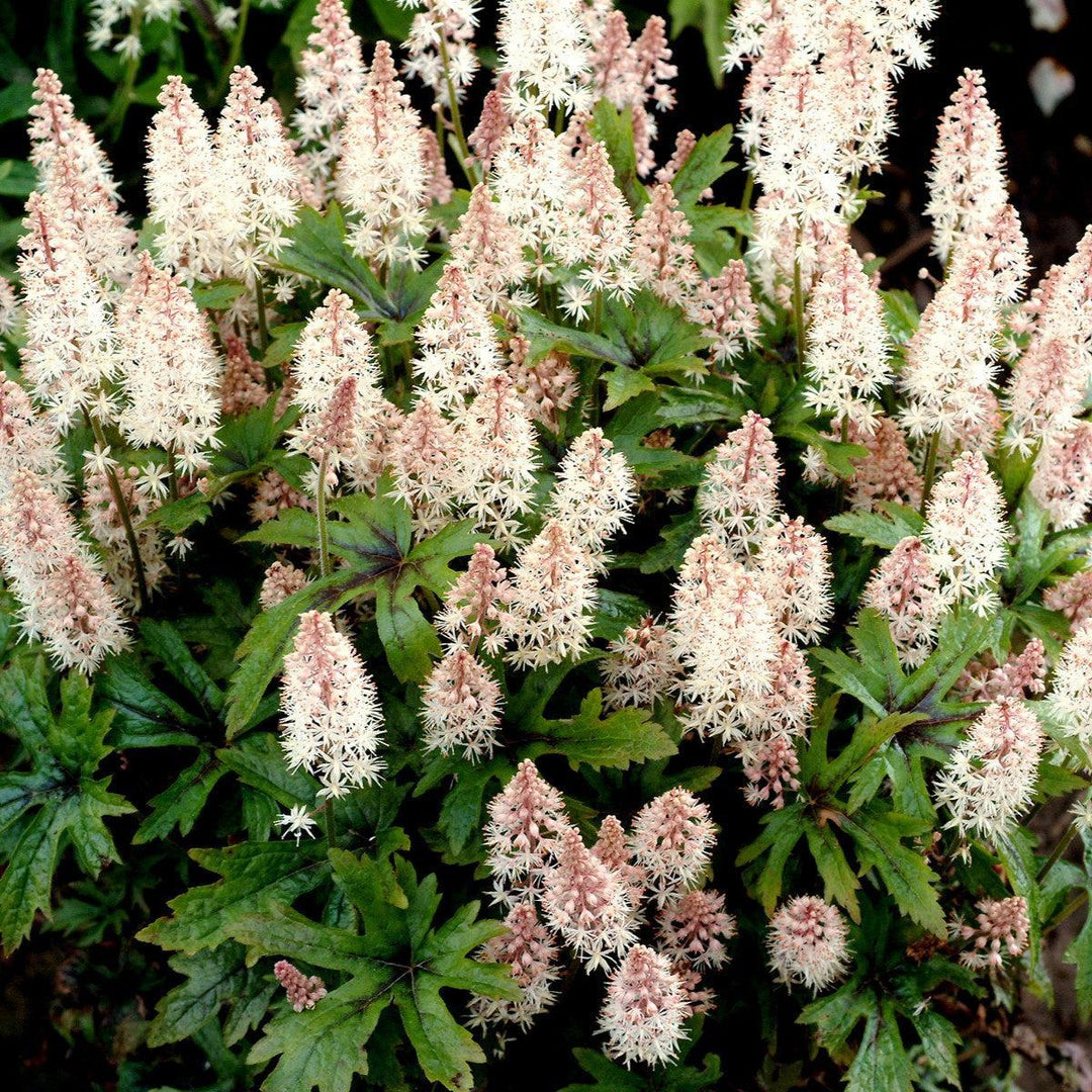 Tiarella 'Pink Skyrocket' ~ Pink Skyrocket Foam Flower-ServeScape
