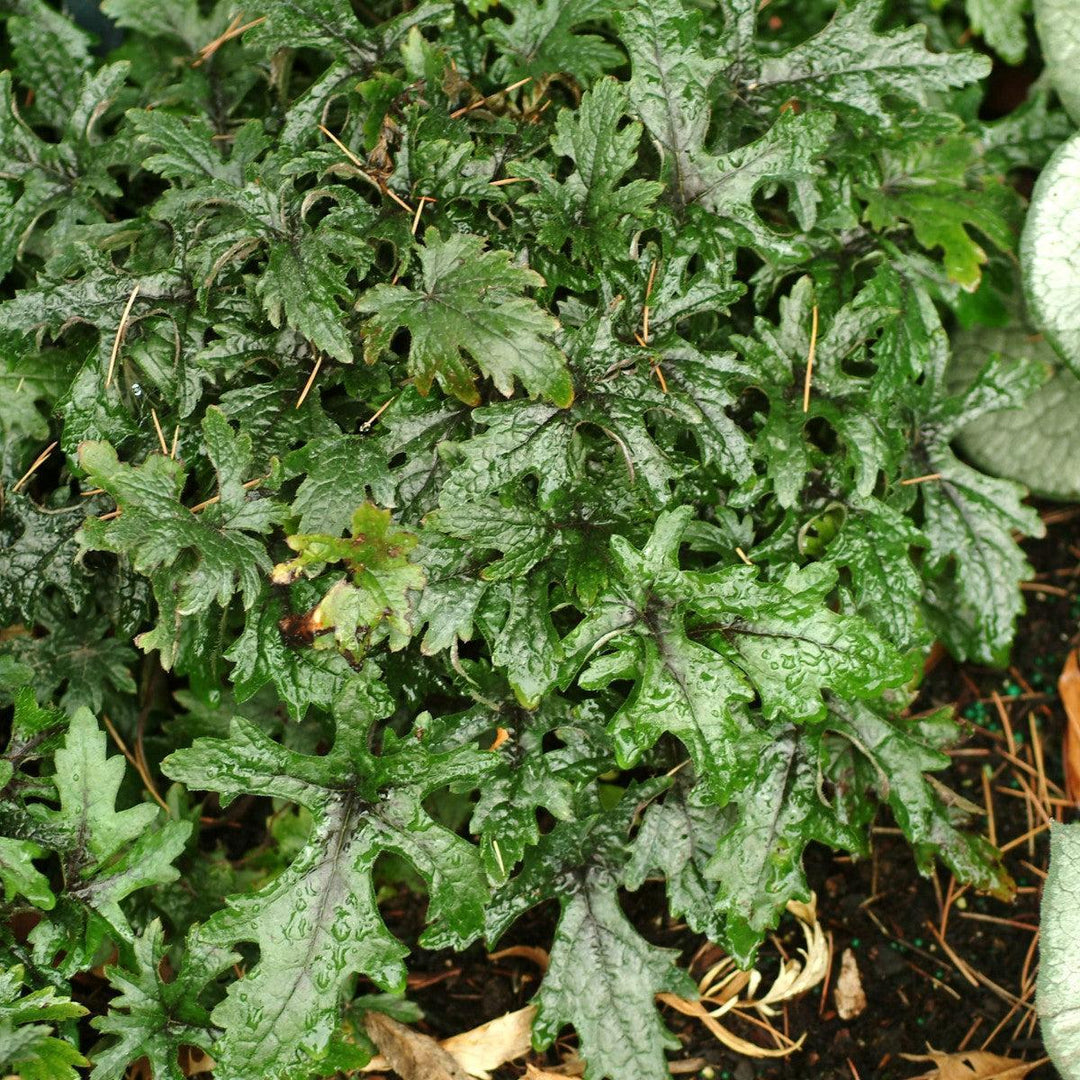 Tiarella 'Pink Skyrocket' ~ Pink Skyrocket Foam Flower-ServeScape