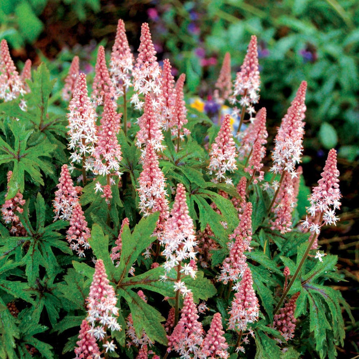 Tiarella 'Pink Skyrocket' ~ Pink Skyrocket Foam Flower-ServeScape
