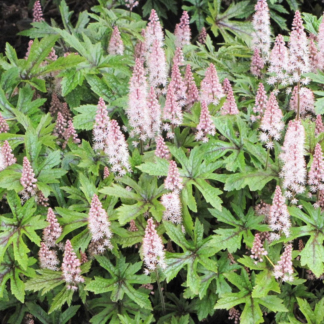 Tiarella 'Pink Skyrocket' ~ Pink Skyrocket Foam Flower-ServeScape