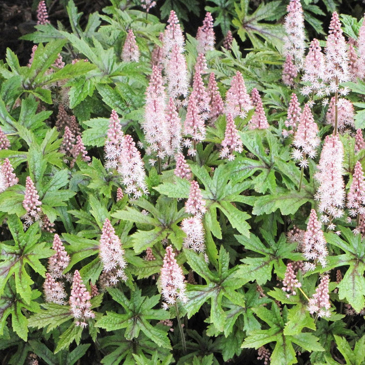 Tiarella 'Pink Skyrocket' ~ Pink Skyrocket Foam Flower-ServeScape