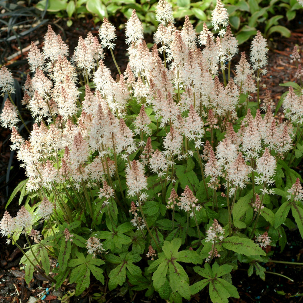 Tiarella 'Spring Symphony' ~ Spring Symphony Foam Flower-ServeScape