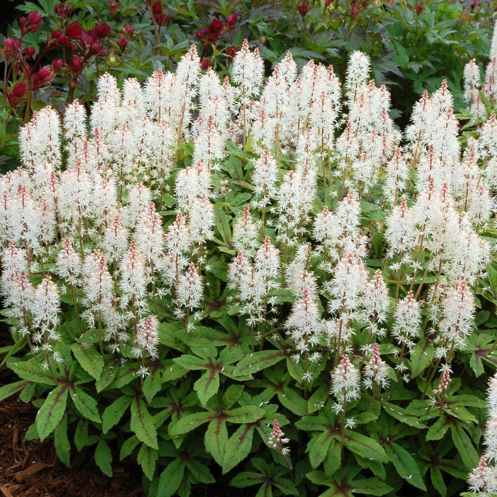 Tiarella 'Spring Symphony' ~ Spring Symphony Foam Flower-ServeScape