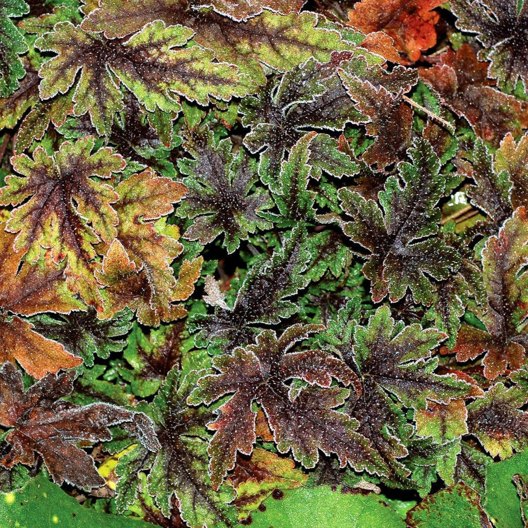 Tiarella 'Spring Symphony' ~ Spring Symphony Foam Flower-ServeScape