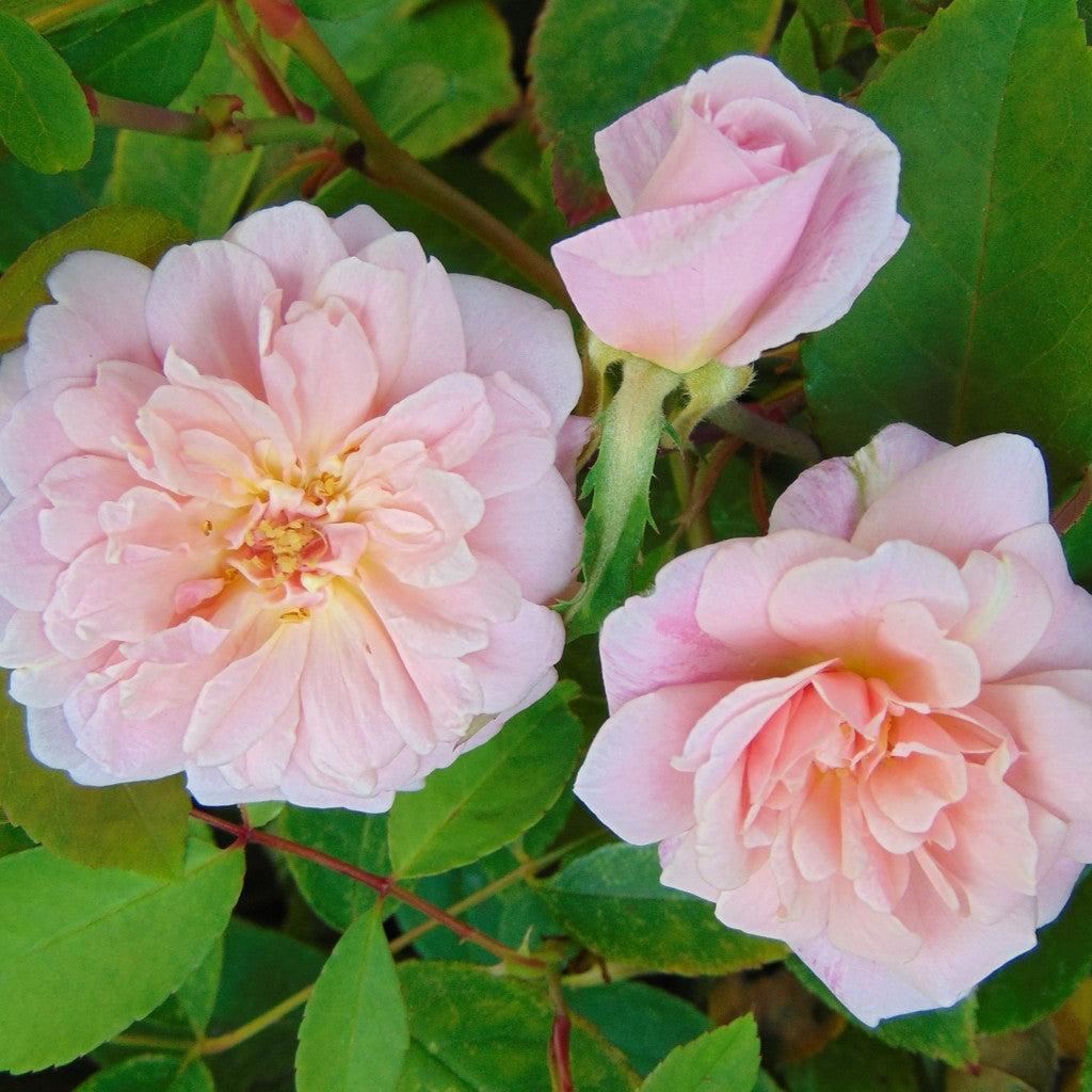 Rosa ‘Cecile Brunner’ ~ Cecile Brunner™ Climbing Rose-ServeScape
