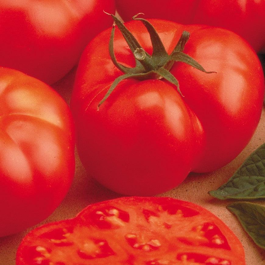 Solanum lycopersicum 'Beefmaster' ~ Beefmaster Tomato-ServeScape