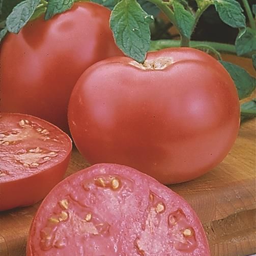 Solanum lycopersicum 'Pink Girl' ~ Pink Girl Tomato-ServeScape