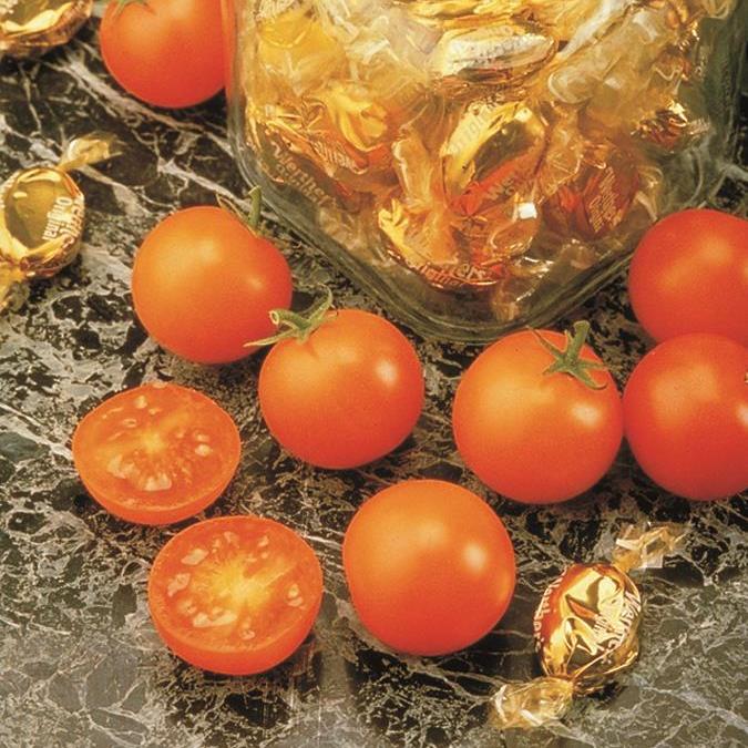 Solanum lycopersicum 'Sunsugar' ~ Sun Sugar Tomato-ServeScape