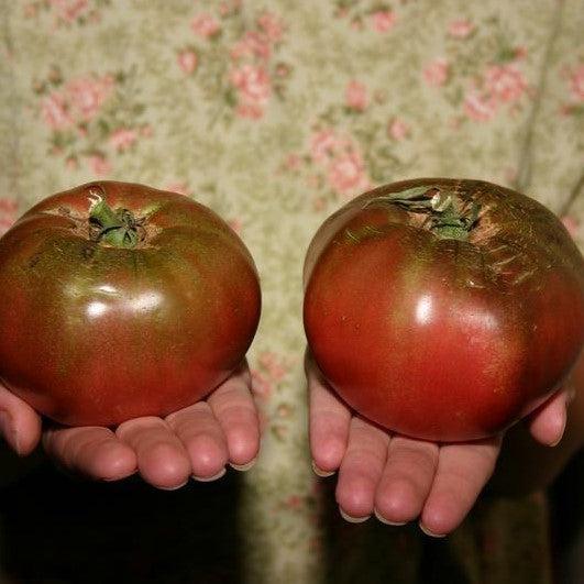 Solanum lycopersicum 'Cherokee Purple' ~ Cherokee Purple Tomato-ServeScape