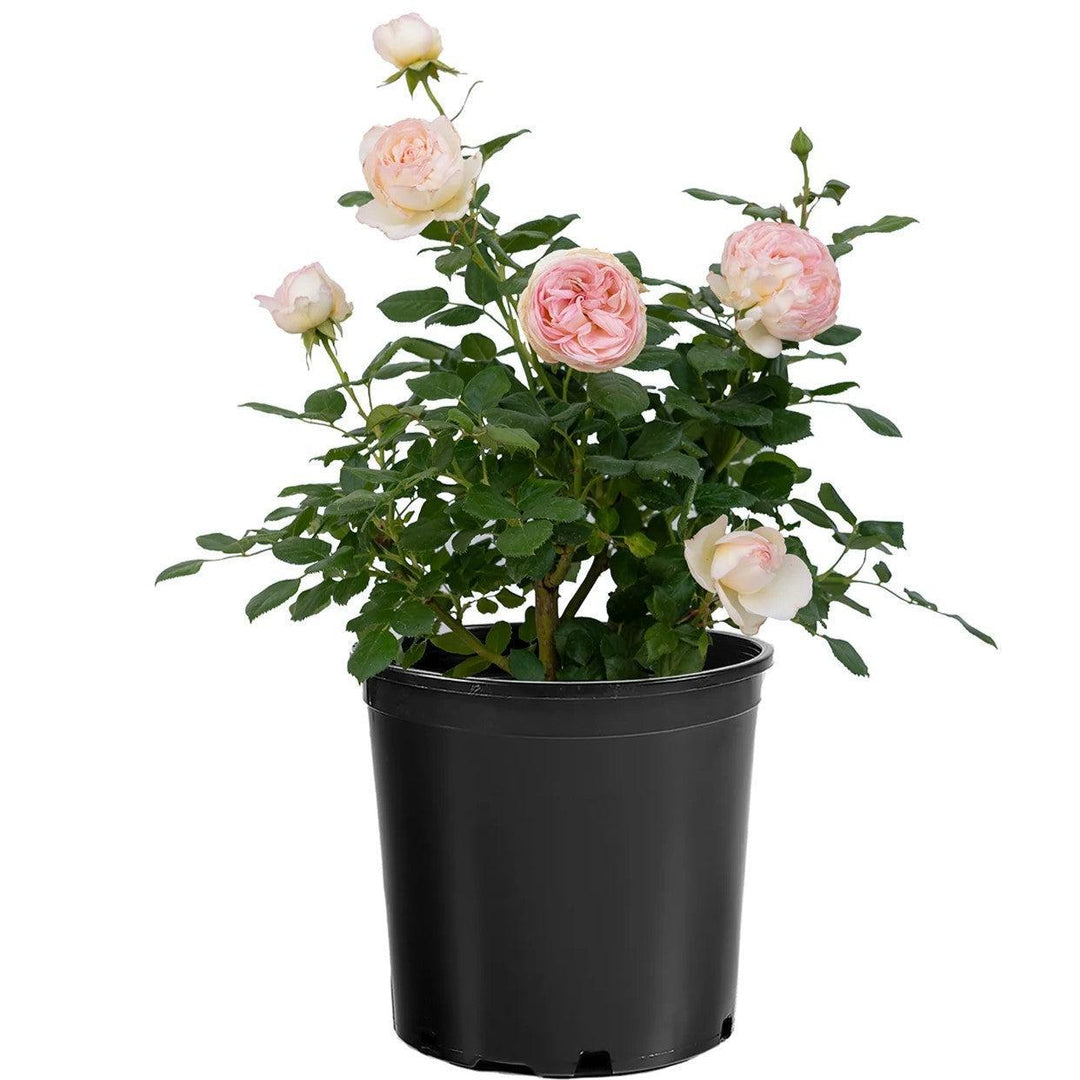 Rosa 'Meiroguste' PP 33,493 ~ Top Cream™ Rose-ServeScape