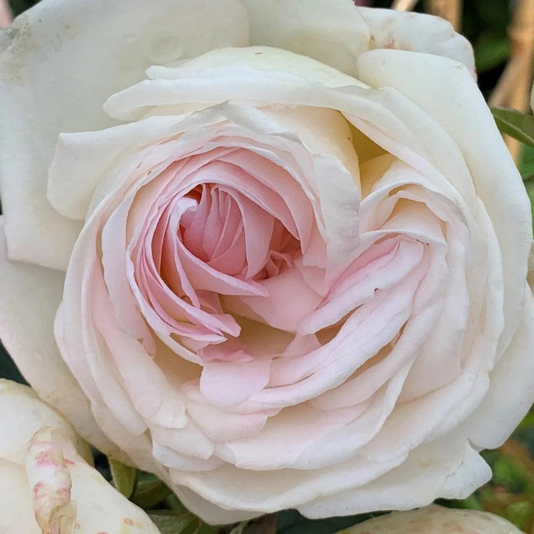 Rosa 'Meiroguste' PP 33,493 ~ Top Cream™ Rose-ServeScape