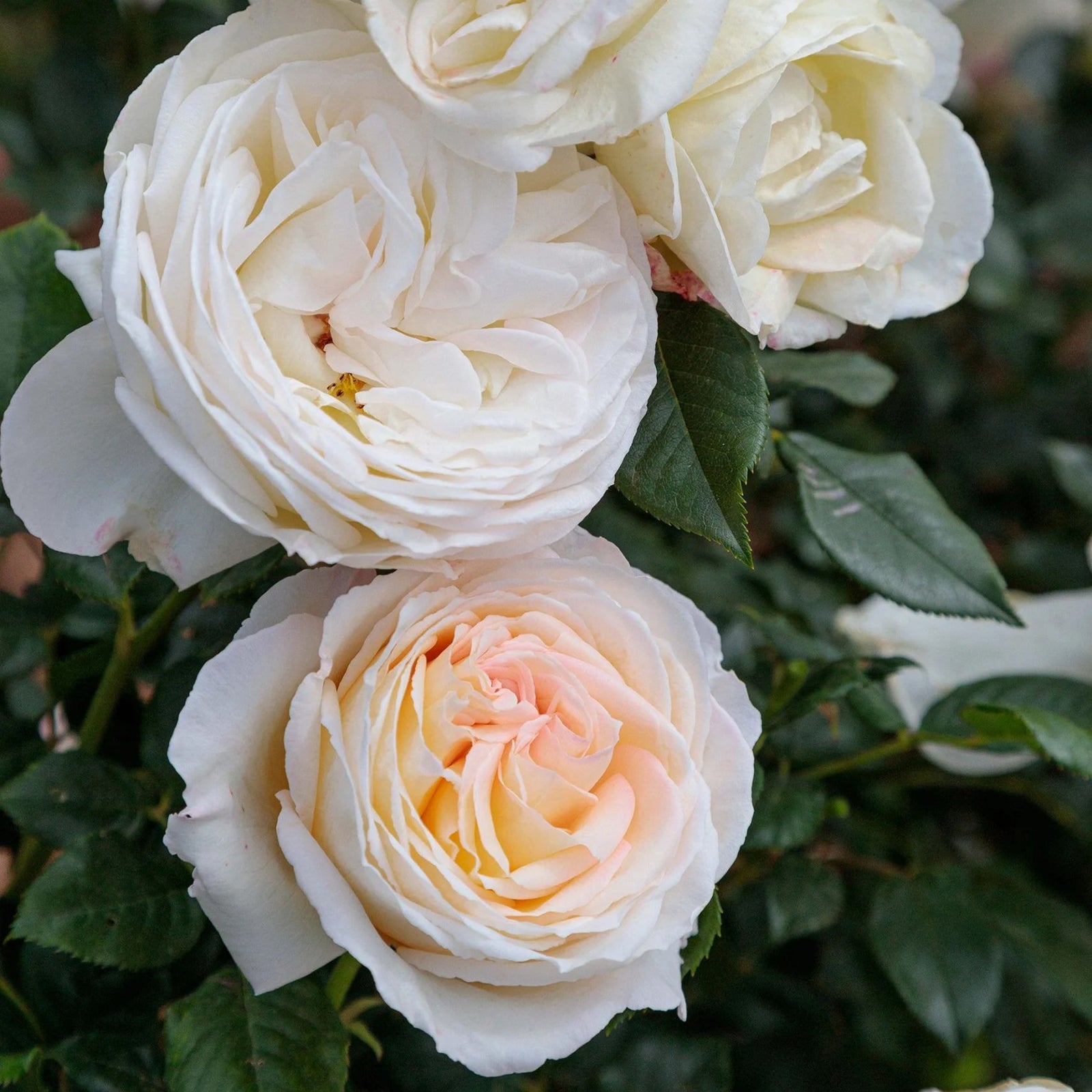 Rosa 'Meiroguste' PP 33,493 ~ Top Cream™ Rose-ServeScape
