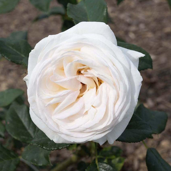 Rosa 'Meiroguste' PP 33,493 ~ Top Cream™ Rose-ServeScape