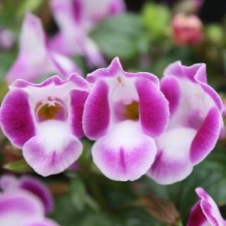 Torenia hybrid 'Summer Wave Bouquet Deep Rose' ~ Summer Wave® Bouquet Deep Rose Wishbone Flower-ServeScape