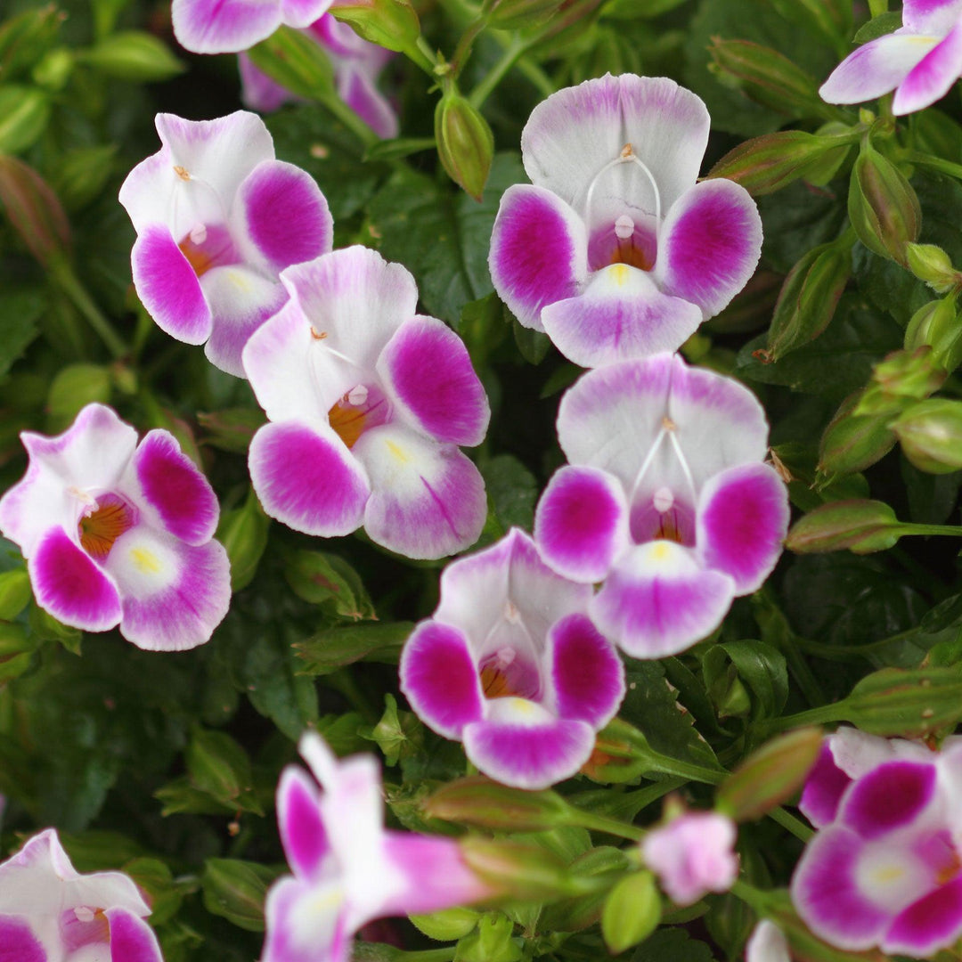 Torenia hybrid 'Summer Wave Bouquet Deep Rose' ~ Summer Wave® Bouquet Deep Rose Wishbone Flower-ServeScape