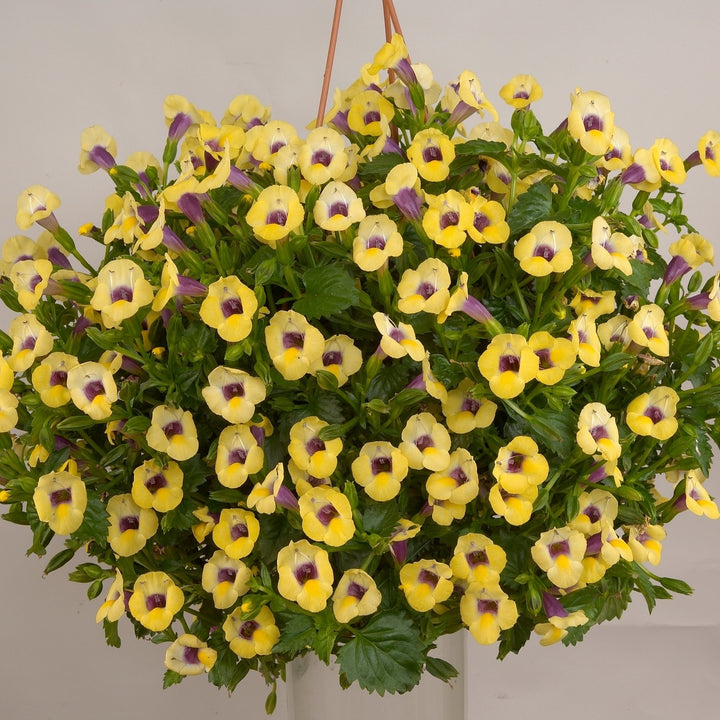 Torenia 'Yellow Moon' ~ Yellow Moon Wishbone Flower-ServeScape