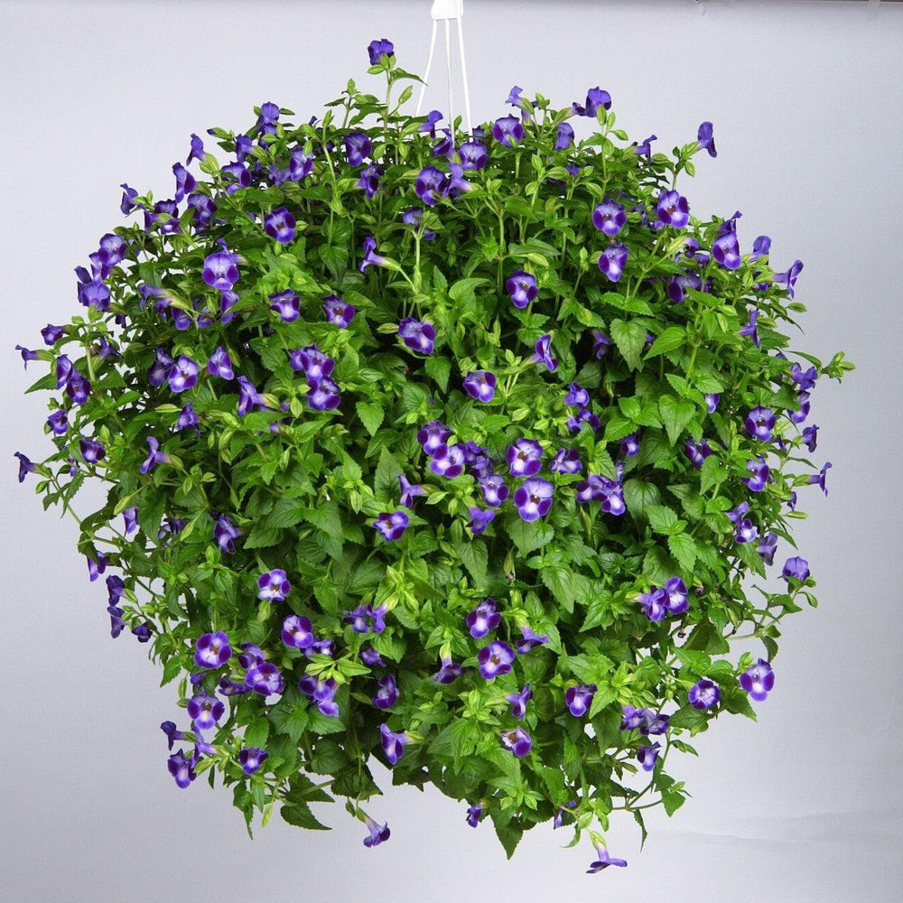 Torenia 'Purple Moon' ~ Purple Moon Wishbone Flower-ServeScape