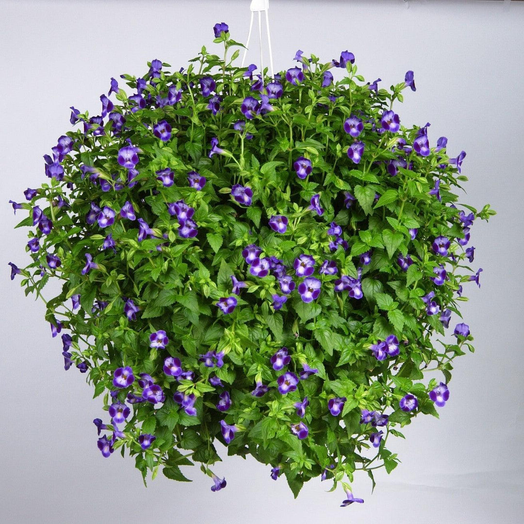 Torenia 'Purple Moon' ~ Purple Moon Wishbone Flower-ServeScape