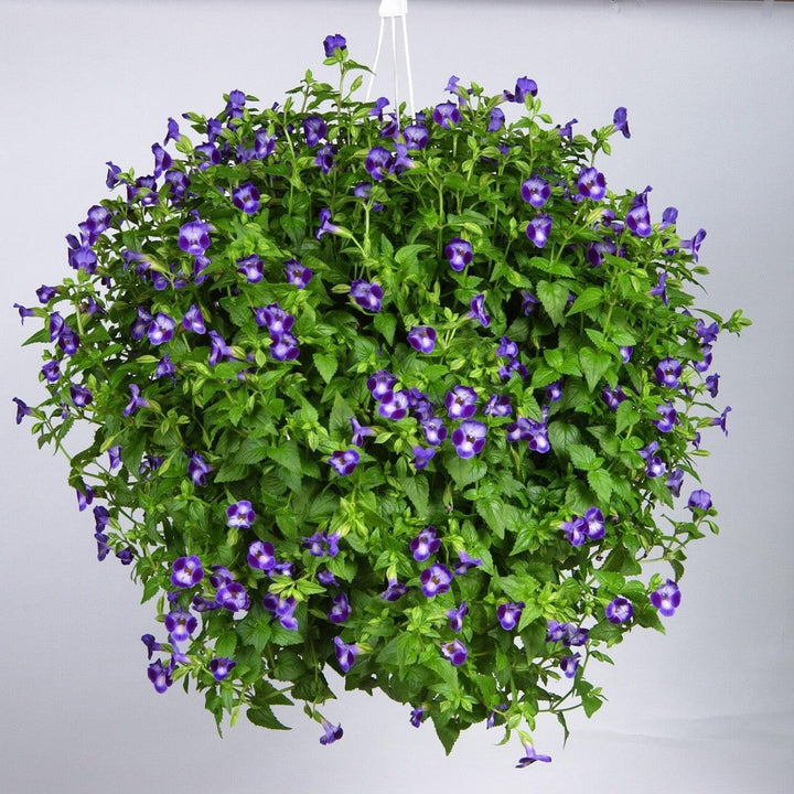 Torenia 'Purple Moon' ~ Purple Moon Wishbone Flower-ServeScape
