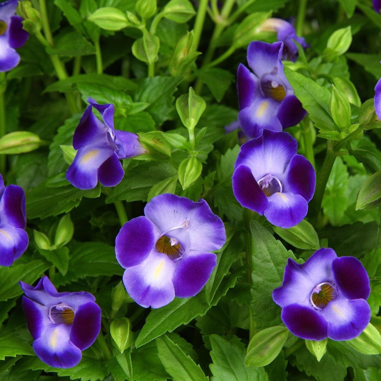 Torenia 'Purple Moon' ~ Purple Moon Wishbone Flower-ServeScape