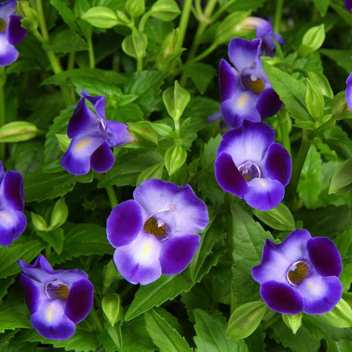 Torenia 'Purple Moon' ~ Purple Moon Wishbone Flower-ServeScape