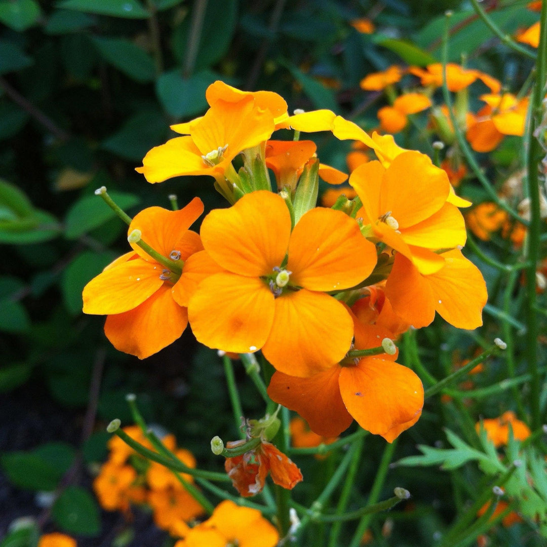 Erysimum linifolium 'Sunstrong Orange' ~ Monrovia® Sunstrong™ Orange Wallflower-ServeScape