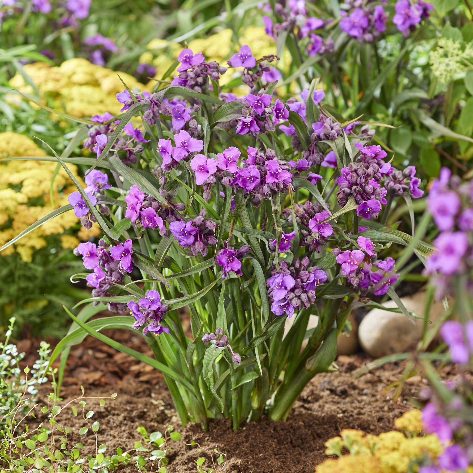 Tradescantia andersoniana 'JS® Brainstorm' ~ JS® Brainstorm Spiderwort-ServeScape