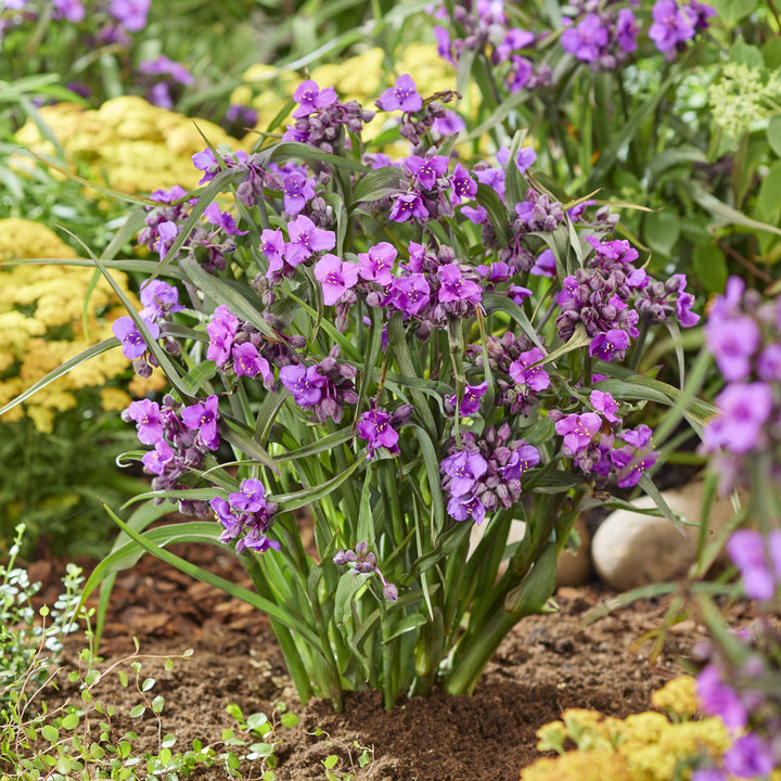Tradescantia andersoniana 'JS® Brainstorm' ~ JS® Brainstorm Spiderwort-ServeScape