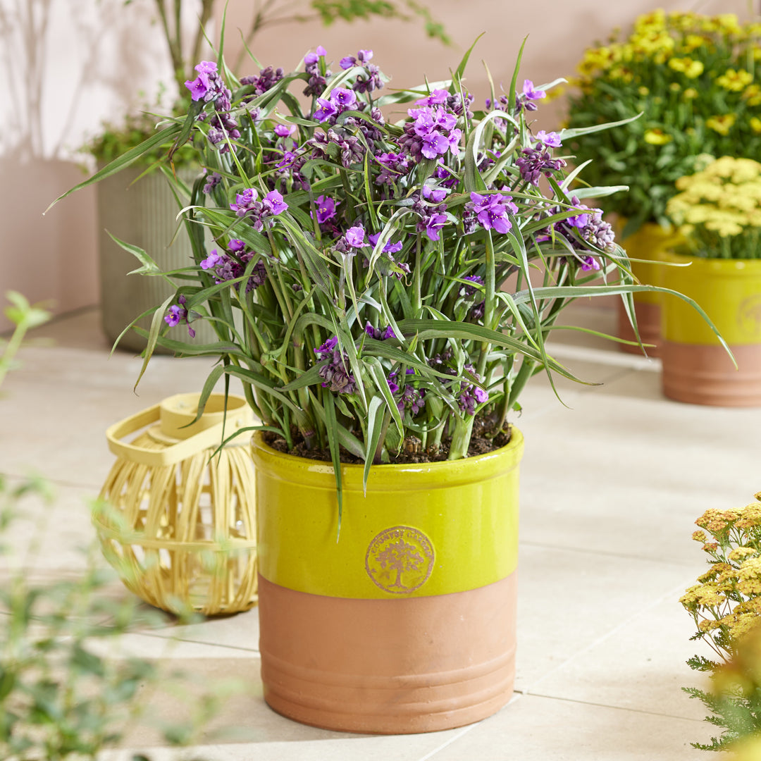 Tradescantia andersoniana 'JS® Brainstorm' ~ JS® Brainstorm Spiderwort-ServeScape