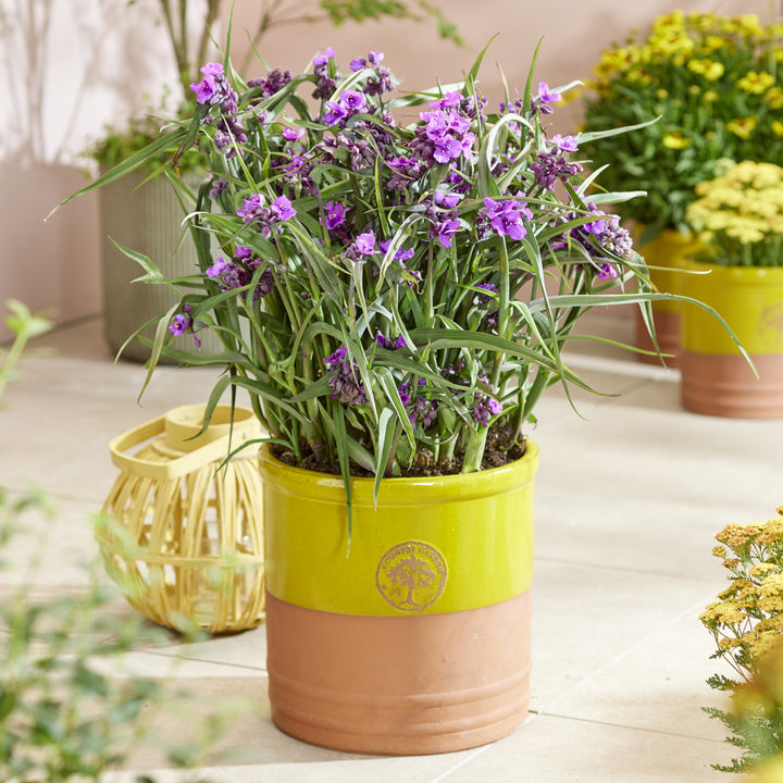 Tradescantia andersoniana 'JS® Brainstorm' ~ JS® Brainstorm Spiderwort-ServeScape
