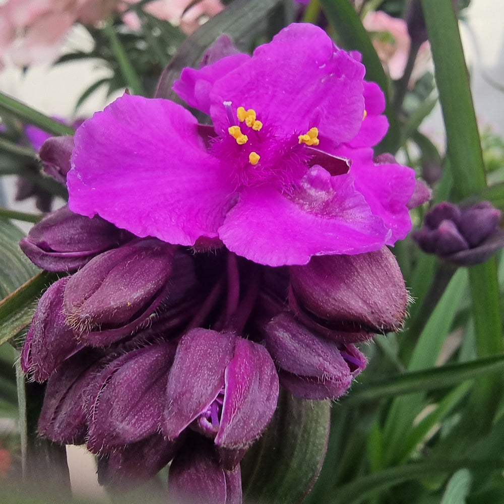 Tradescantia andersoniana 'JS® Brainstorm' ~ JS® Brainstorm Spiderwort-ServeScape
