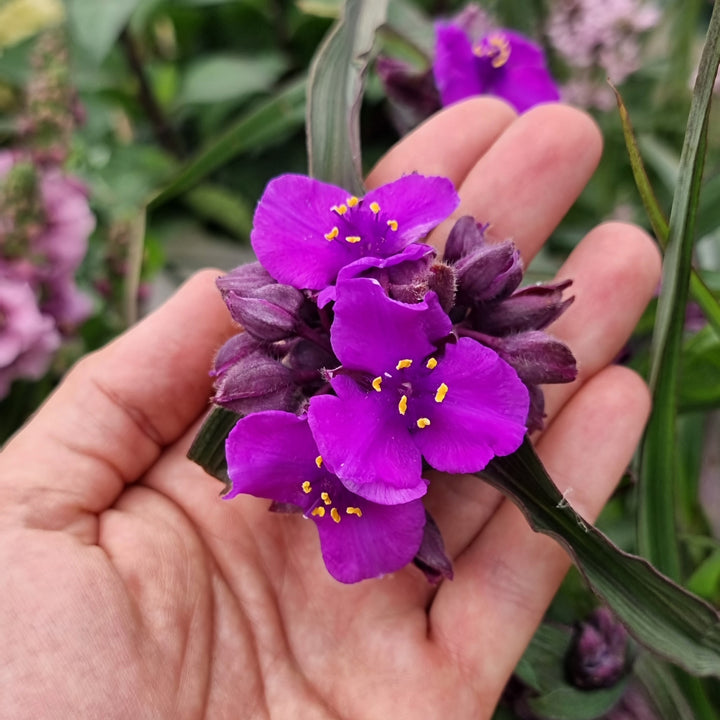 Tradescantia andersoniana 'JS® Brainstorm' ~ JS® Brainstorm Spiderwort-ServeScape