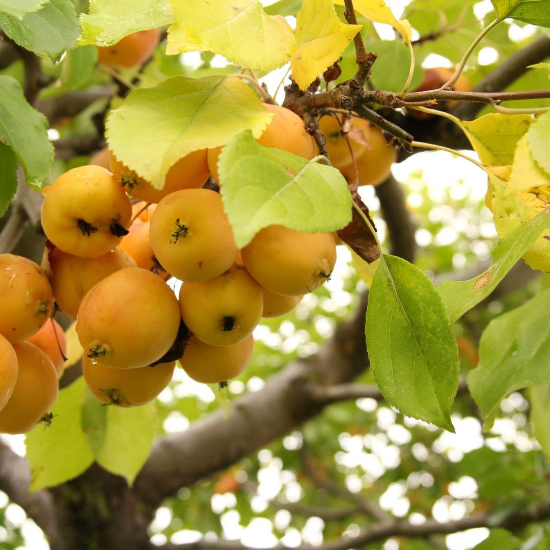 Malus domestica 'Transcendent' ~ Transcendent Crabapple-ServeScape