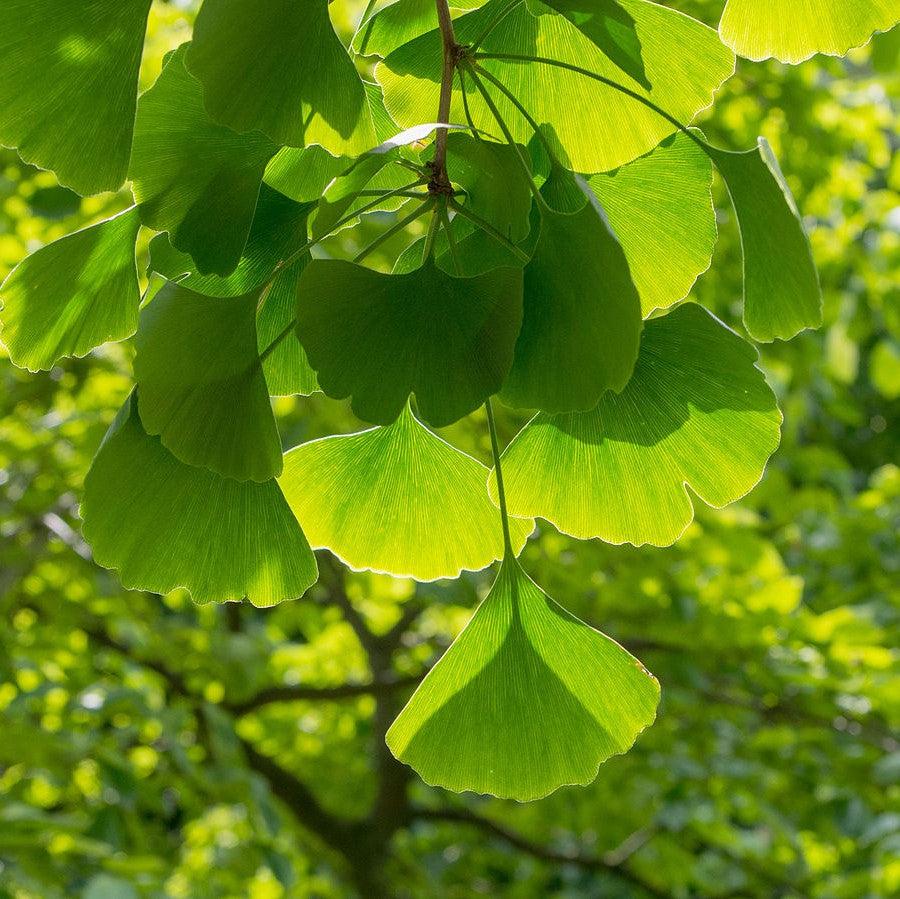 Ginkgo biloba 'Grindstone' ~ Grindstone™ Ginkgo-ServeScape
