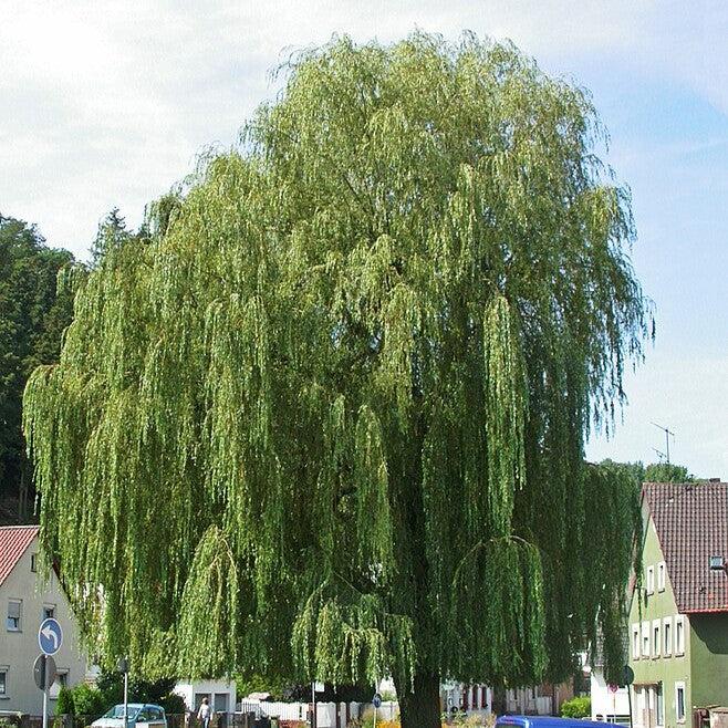 Salix alba 'Tristis' ~ Niobe Golden Weeping Willow-ServeScape