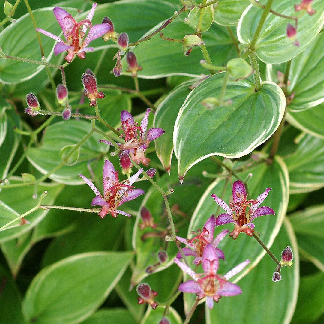 Tricyrtis formosana 'Gilt Edge' ~ Gilt Edge Toad Lily-ServeScape