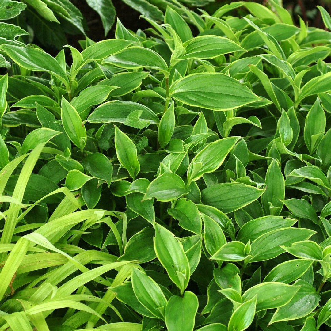 Tricyrtis formosana 'Gilt Edge' ~ Gilt Edge Toad Lily-ServeScape