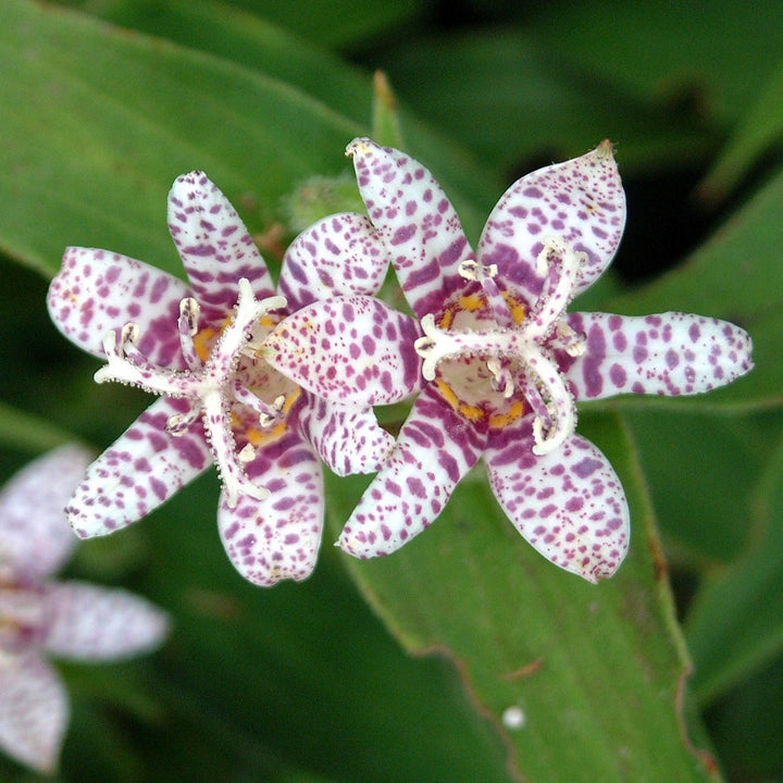 Tricyrtis hirta 'Miyazaki' ~ Miyazaki Toad Lily-ServeScape