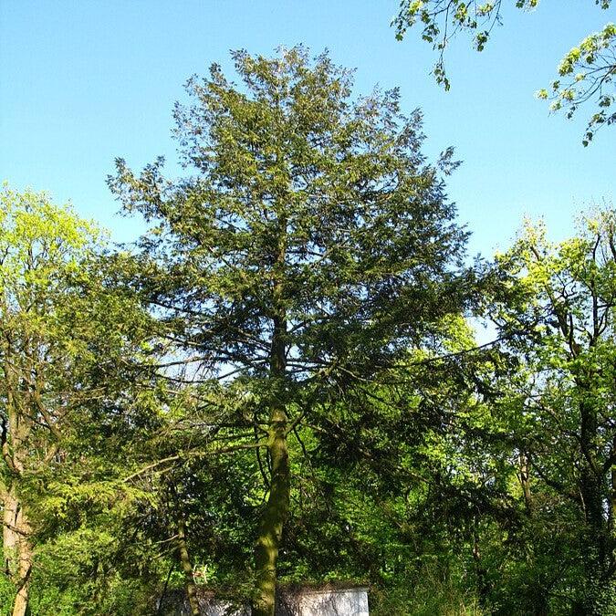 Tsuga canadensis ~ Canadian Hemlock-ServeScape