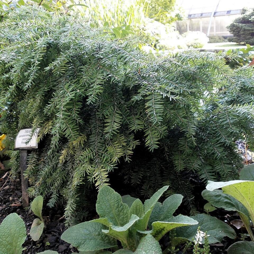 Tsuga canadensis 'Jeddeloh' ~ Jeddeloh Hemlock-ServeScape