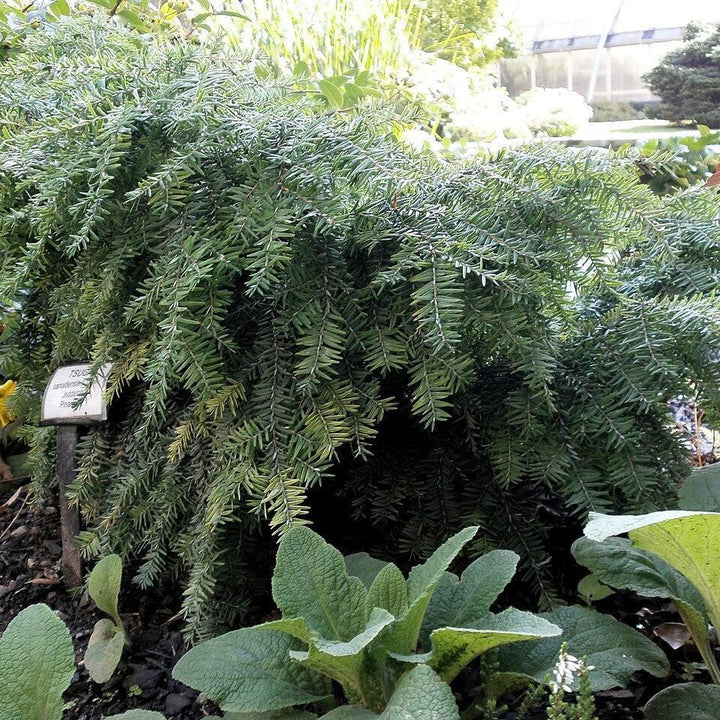 Tsuga canadensis 'Jeddeloh' ~ Jeddeloh Hemlock-ServeScape