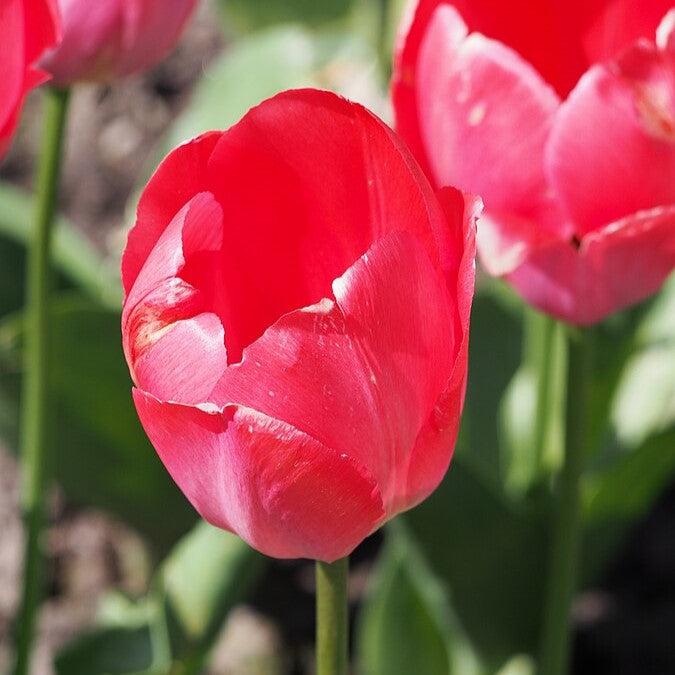 Tulipa 'Pink Impression' ~ Pink Impression Tulip, Darwin Hybrid-ServeScape