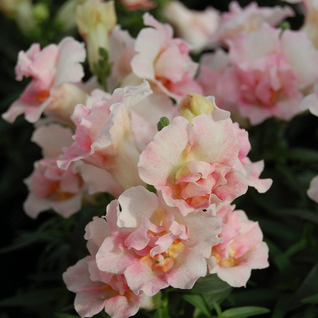 Antirrhinum majus nanum 'Twinny Appleblossom' ~ Twinny Appleblossom Snapdragon-ServeScape