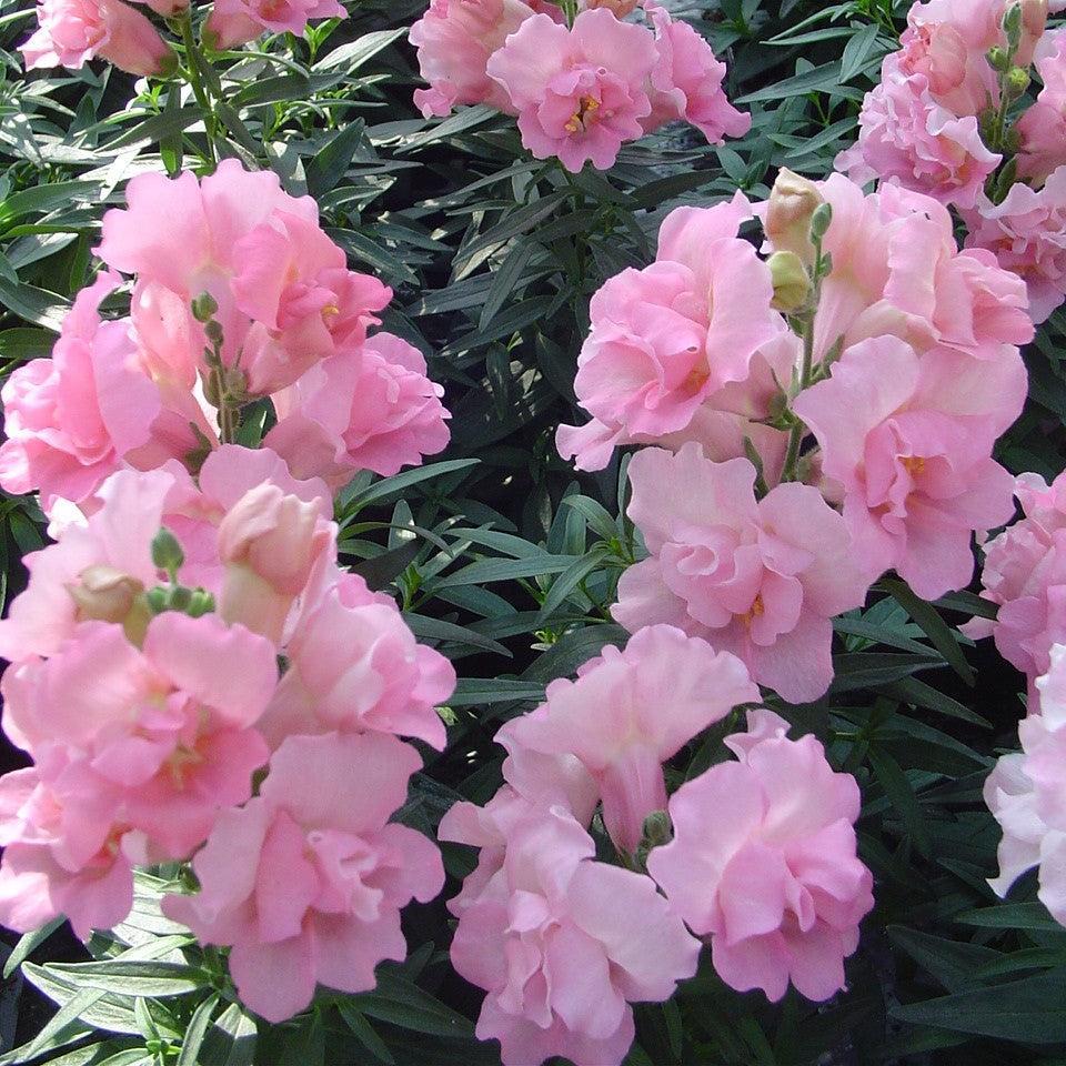 Antirrhinum majus nanum 'Twinny Rose' ~ Twinny Rose Snapdragon-ServeScape