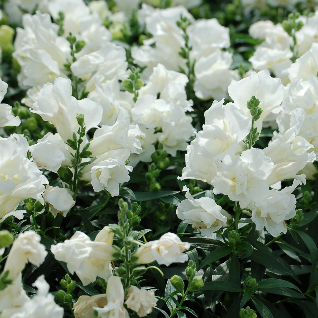 Antirrhinum majus nanum 'Twinny White' ~ Twinny White Snapdragon-ServeScape