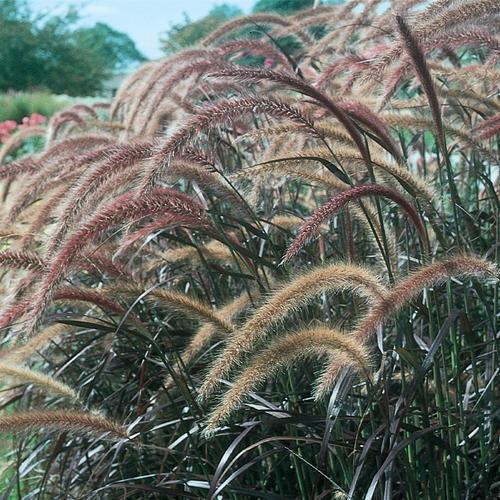 Pennisetum setaceum 'Rubrum' ~ Monrovia® Graceful Grasses® Purple Fountain Grass, Red Fountain Grass-ServeScape