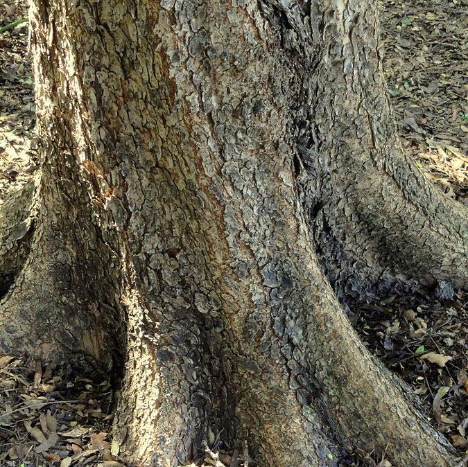 Ulmus parvifolia 'Dynasty' ~ Dynasty Lacebark Elm-ServeScape