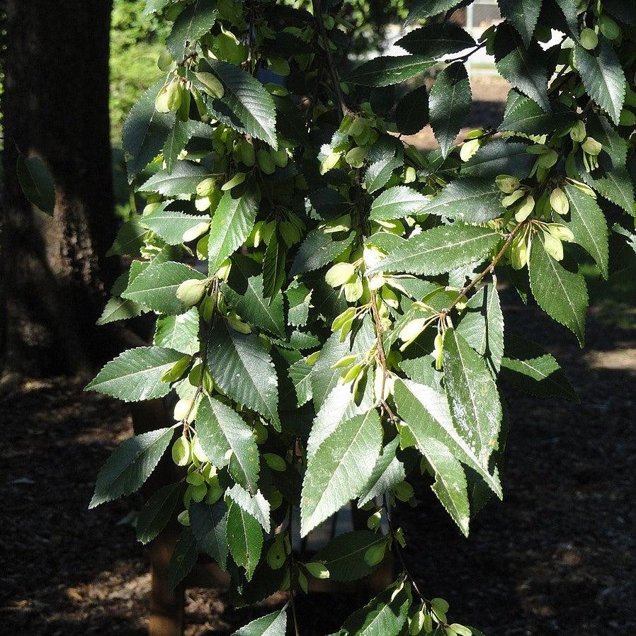 Ulmus parvifolia 'Dynasty' ~ Dynasty Lacebark Elm-ServeScape